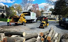 Best Tree Disease Treatment  in Kaysville, UT