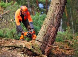 Best Tree Removal Service  in Kaysville, UT