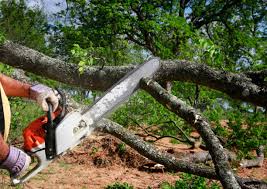 Best Hazardous Tree Removal  in Kaysville, UT