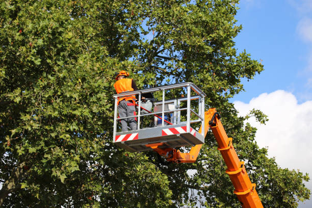 Best Commercial Tree Services  in Kaysville, UT