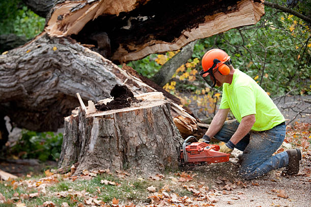 Best Lot and Land Clearing Services  in Kaysville, UT