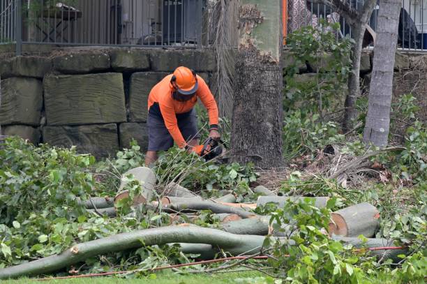 Best Arborist Consultation Services  in Kaysville, UT