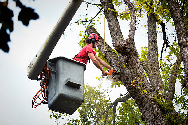 Best Tree Mulching Services  in Kaysville, UT